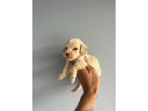 Terrier bebişlerimiz