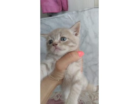 Sütlü kahve whiskas gri beyaz renklerde dişi erkek british