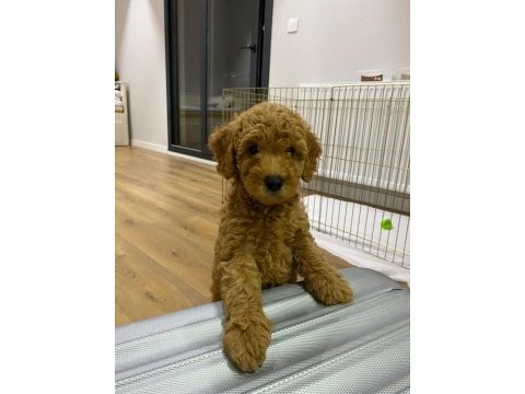2 dişi yavru toy poodle sahiplendiriyoruz