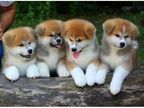 Akita inu yavrular evinizin neşesi olacaktır