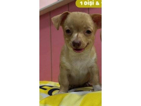1 dişi chihuahua köpeği
