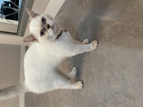 Kısırlaştırılmış 7 aylık british shorthair çok akıllı