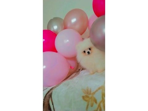 Mükemmel kalitede bir yavru pomeranian ultra mini boy