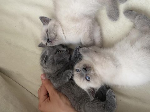 British shorthair yavrularımız yuvalarına gitmeye hazır