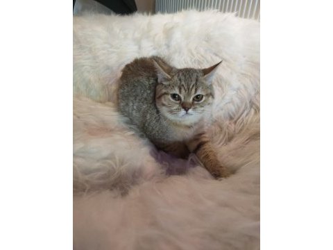 British shorthair yavrularımız