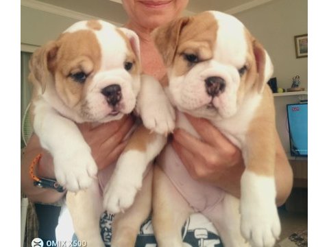 Mükemmel kalite ingiliz bulldog yarılarımız