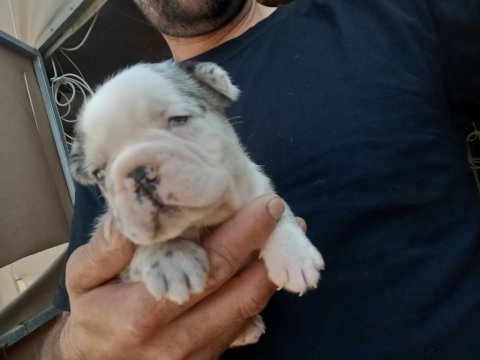 Aşılı teslim egzotik french bulldog yavrular