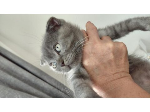 1 tane scottish fold kedimiz 1 tane british shorthair kedimi