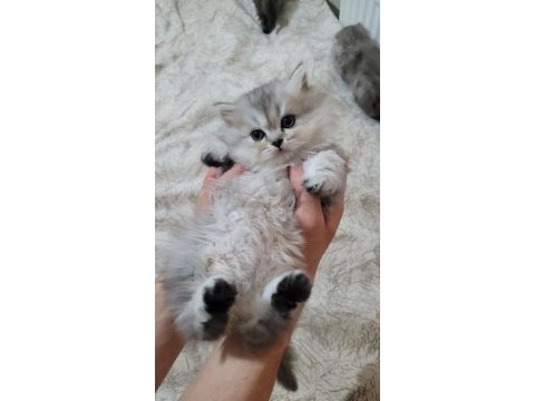 British longhair yavru kedimiz