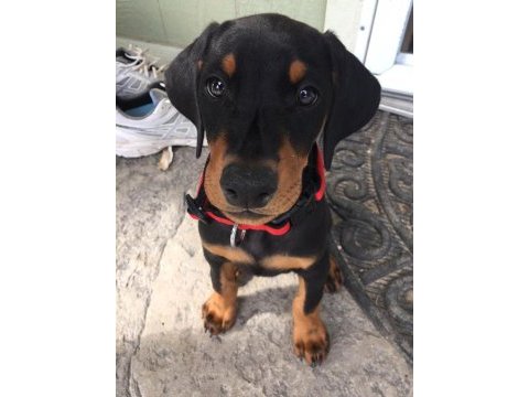 Ölümün habercisi doberman köpeği