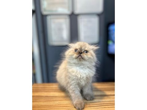 Süper british shorthair yavrular