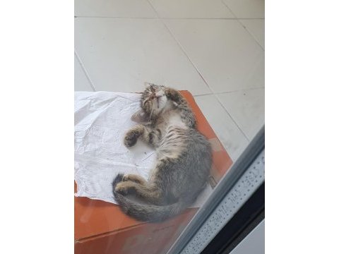 Tek gözlü tekir kızımıza acil yuva arıyoruz