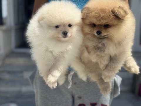 Ankaranın en elit pomeranian yavruları ziyarete açık