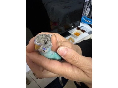 4 aylık muhabbet kuşu dişimiz