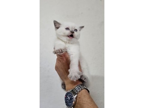 Birinci sınıf british bebekler (blue point)
