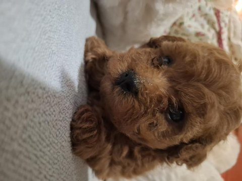Minik ama sevgi oldu toy poodle yavrular