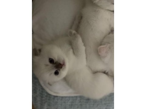 Scottish fold
