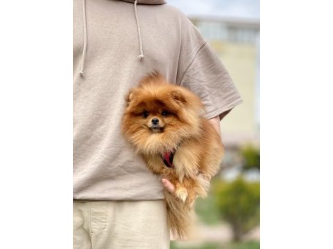Gerçek ayı surat kaliteli dişi isteyenlere pomeranian