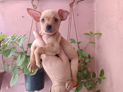 Mini pinscher yavrumuz