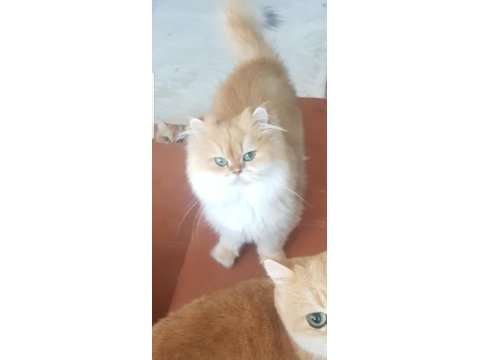 British longhair kedimiz