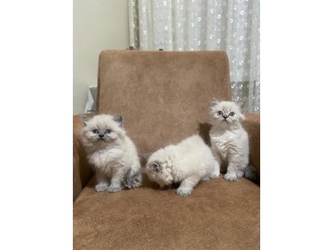 Dişi ve erkek british longhair bebeklerimiz