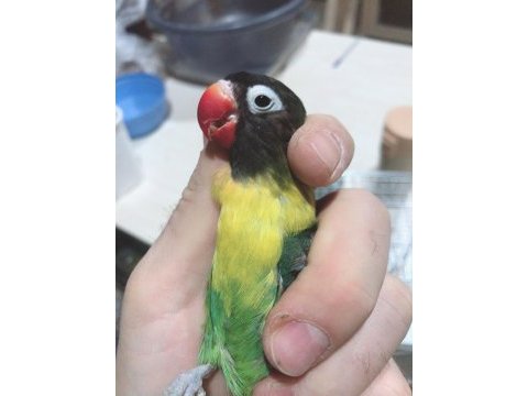 7 aylık dişi green personat papağanımız