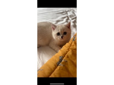 4 aylık british shorthair bütün malzemeleri ile verilecek