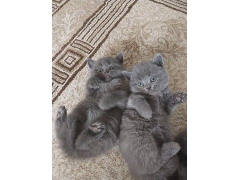 British shorthair yavrularım
