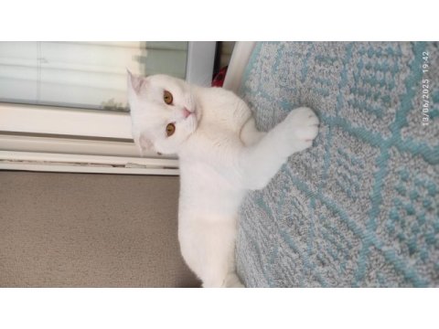 Scottish fold yavrumuz yuva arıyor
