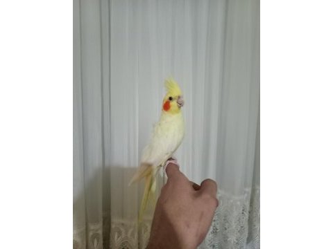 Ele alışkın yavru, yetişkin sultan papağanları