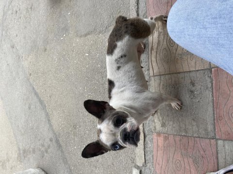 Fransız bulldog merle