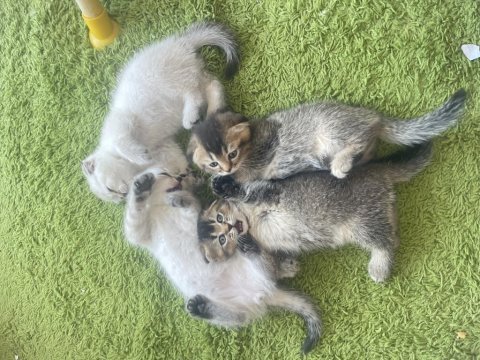 Scottish fold kedimiz