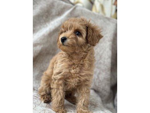 Poodle gibi maltipoo