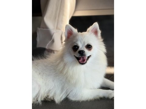 Kar beyazı spitz