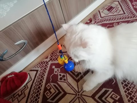 British shorthair lütfen bakıp geçme gerçek ailemi istiyorum