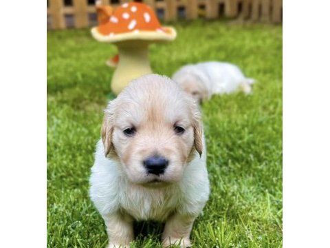 Bebek suratlı golden retriever bebeklerim
