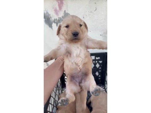 Golden retriever köpeği yavrularımız