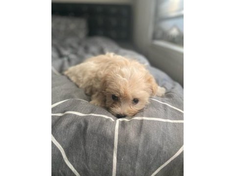 Burunsuz maltipoo teacup