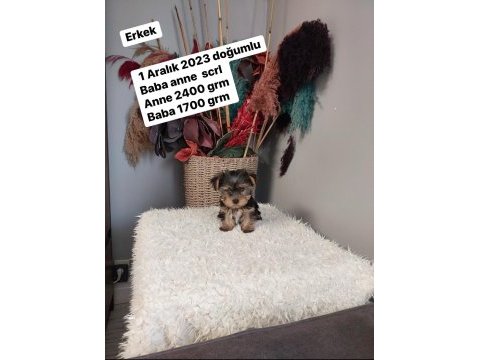 Kilo garantili yorkshire terrier yavrular