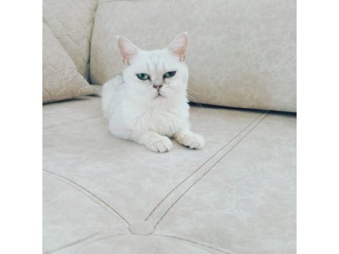 British shorthair