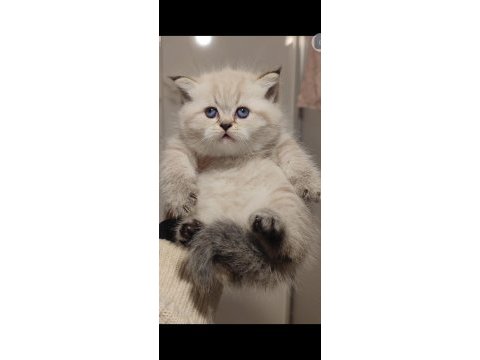 British longhair kedisi