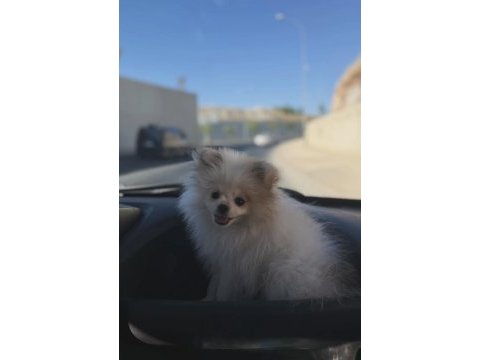 Pomeranian boo 3 aylık