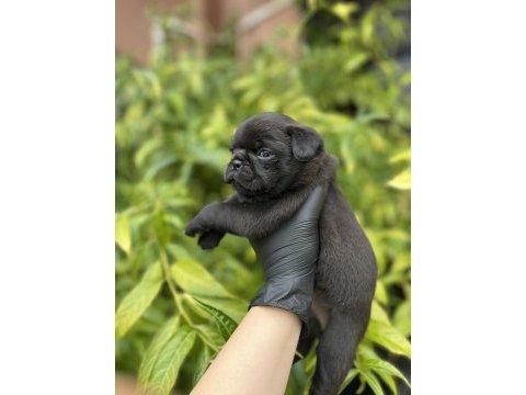 Pink taşıyıcı erkek pug mops yavrularımız