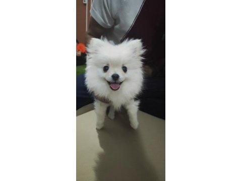 Pomeranian boo yavrusu