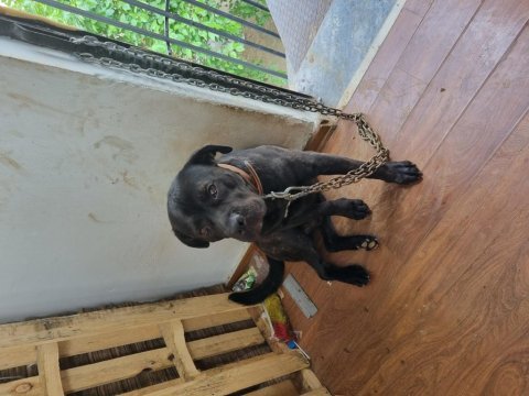 Ücretsiz sahiplendirilecek safkan cane corso