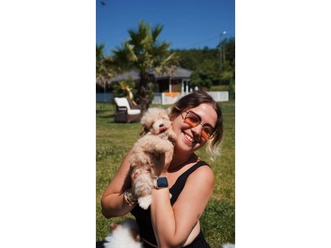 Tea cup maltipoo yavrulari ıstanbul 