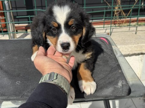 Petmode köpek çiftliğinde ziyarete açık bernese 