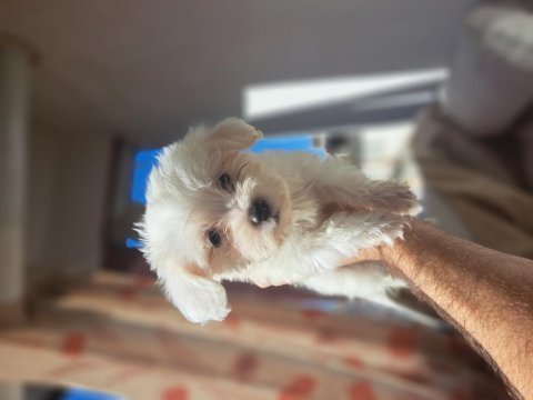 Sıfır boy orijinal maltese köpeklerim