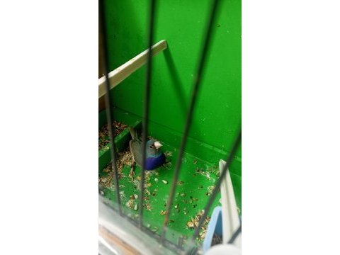 Bilezikli goldian finch mavi hazır takım