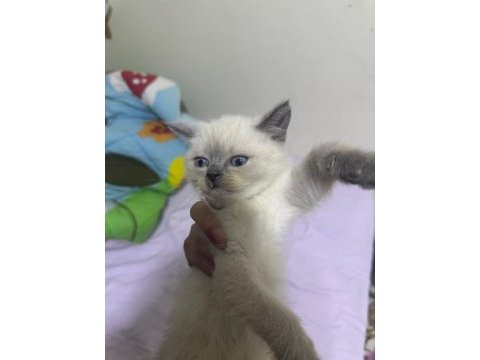 1,5 aylık siyam kedisi